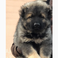 Caucasian Shepherd Puppy Available in Jos