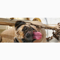 Female Purebred Pug for Sale