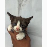 1-3 months Female Purebred Snowshoe
