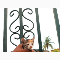 Female Purebred Tabby Kittens Available