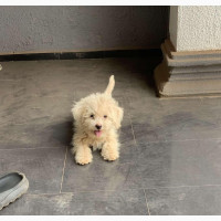 Female Purebred Lhasa Apso 1-3 months