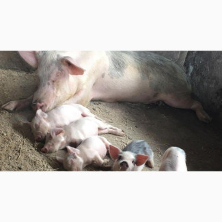 Pigs for Sale