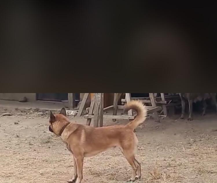 Фото 1/1. 3-6 Month Female Purebred Belgian Malinois
