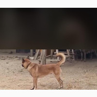 3-6 Month Female Purebred Belgian Malinois
