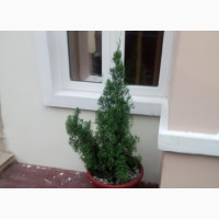 Live Flower for Home Beautification, Air Purifier