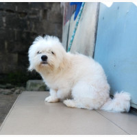 Purebred Lhasa Apso - 1+ year old Male