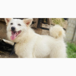 Fluffy Female American Eskimo - Purebred, 1+ year old