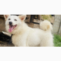 Fluffy Female American Eskimo - Purebred, 1+ year old