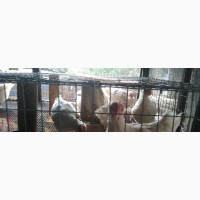 Crossbred Local Chicks - Good Layers and Incubators