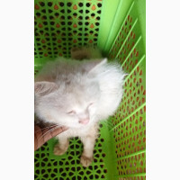6-12 months Male Purebred Turkish Angora