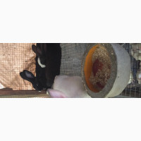 Weaned Bunnies (Rabbits)