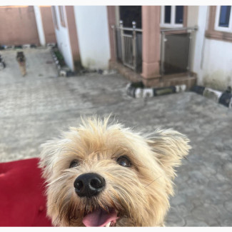 Male Purebred Lhasa Apso Available for Stud Duties in Ibadan