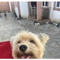 Male Purebred Lhasa Apso Available for Stud Duties in Ibadan