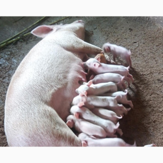 Freshly Butchered Pigs/Pork Available at Okeafa/Isolo - Meat Poultry - Fat Free - Low Fat