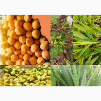 Highly Productive Decentfarm Improved Coconut Seedlings