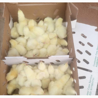 Agrited Broiler