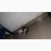 1+ year Female Mixed Breed Tabby