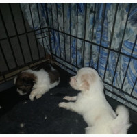 1-3 months Male Mixed Breed Samoyed