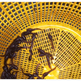 Hybrid Catfish Fingerlings Available Now