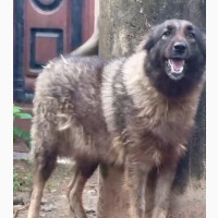 Caucasian Shepherd - Female, 1 Year Old, Purebred