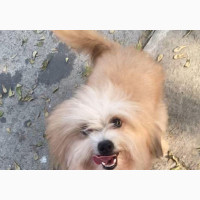 6-12 months Male Purebred Lhasa Apso