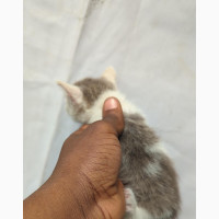 Female American Shorthair Kitten - Purebred, 1-3 months old