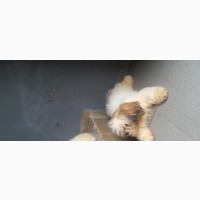 Male Purebred Lhasa Apso Puppy for Sale