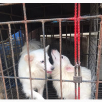 American Eskimo - 6-12 months Female Purebred