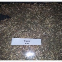 Catnip Herbs