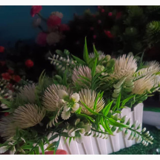 Cup Flower