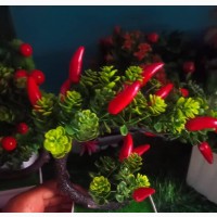 Cup Flower