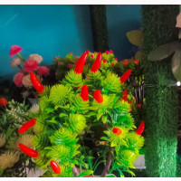 Cup Flower