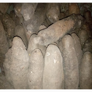 Benue Sweet Yam - 100 Pieces Available