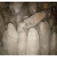 Benue Sweet Yam - 100 Pieces Available
