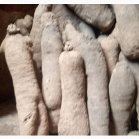 Benue Sweet Yam - 100 Pieces Available