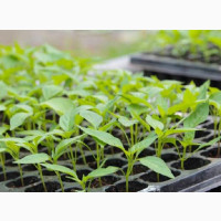 Seeds Tray For Nursery 200 Holes