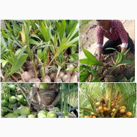 Dwarf and Semi Dwarf Coconut Seedling for Sale
