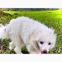 3-6 months Male Purebred Samoyed