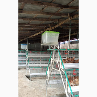 Battery Cages for Layers With Full Accessories