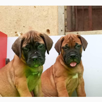 Male Purebred Bullmastiff Puppies Available