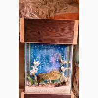 Mini Aquarium