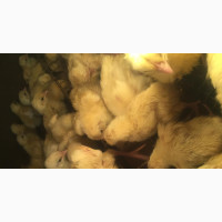 Broiler Chicks - Fresh and Healthy
