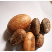 Fresh Bitter Kola (Garcinia Kola)