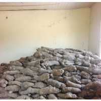 Fresh White Yam Tubers for Sale