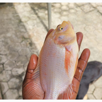 Both Red And Black GIFT Tilapias Fingerlings