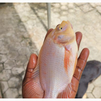 Both Red And Black GIFT Tilapias Fingerlings
