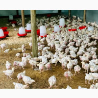 Noiler and Cockerel - Available in Large Quantity and Affordable Price