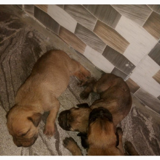 Boerboel Puppies Available for Early Bookings