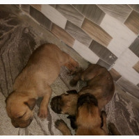 Boerboel Puppies Available for Early Bookings