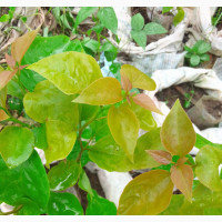 Bougainvillea Flower Seeds